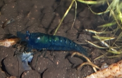 Neocaridina
