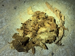 Camponotus albosparsus