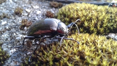 Amarygmus metallicus