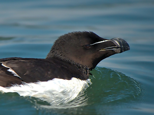 Pingouin torda