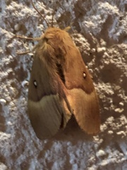 Lasiocampa quercus