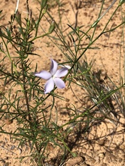 Ipomopsis longiflora