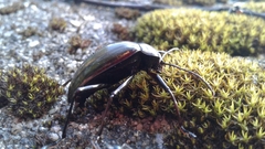 Amarygmus metallicus