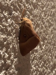 Lasiocampa quercus