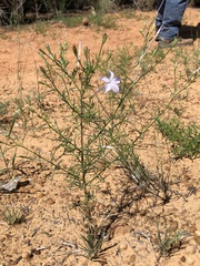 Ipomopsis longiflora