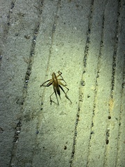 Hexacentrus fuscipes