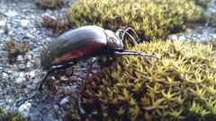 Amarygmus metallicus