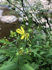 Silphium asteriscus asteriscus