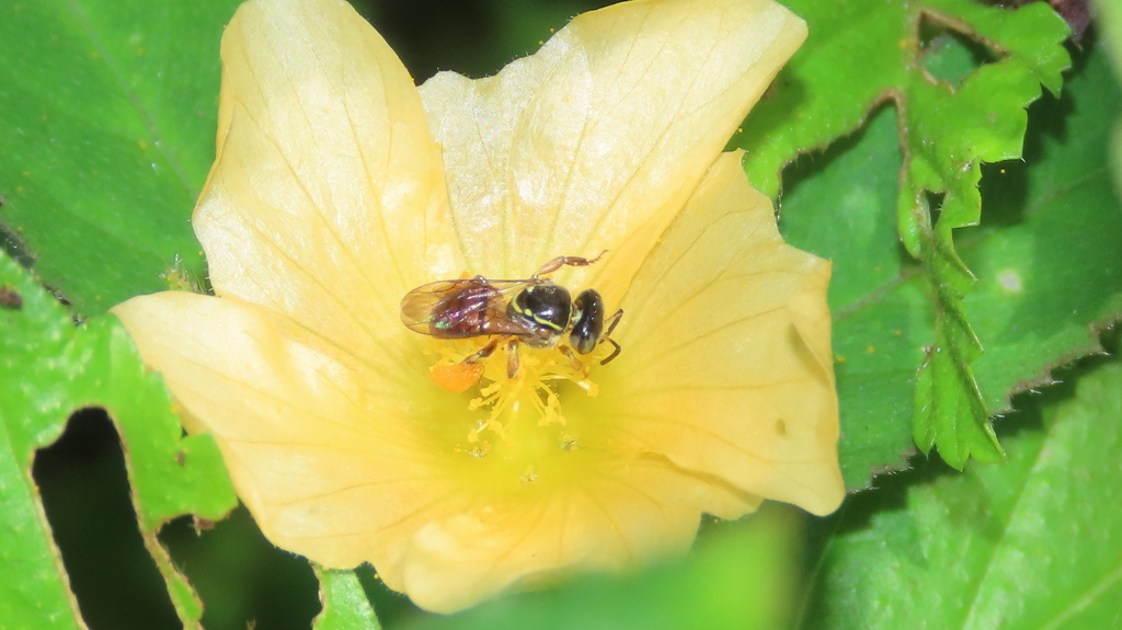 Plebeia pulchra