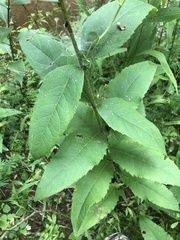 Silphium asteriscus asteriscus