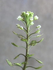 Lepidium