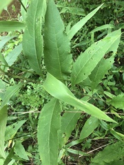 Silphium asteriscus asteriscus