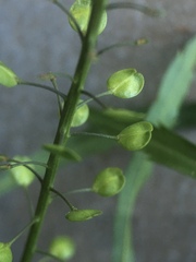 Lepidium