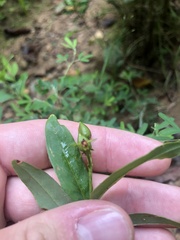 Hypericum nudiflorum