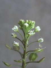 Lepidium