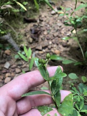 Hypericum nudiflorum