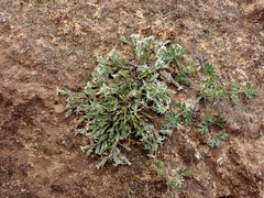 Millotia muelleri