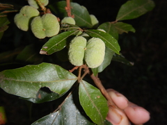 Synima heterophylla