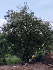 Vitex mollis