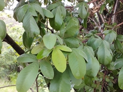 Vitex mollis