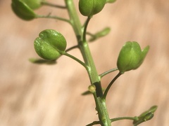Lepidium