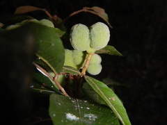 Synima heterophylla