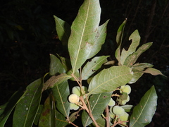 Synima heterophylla