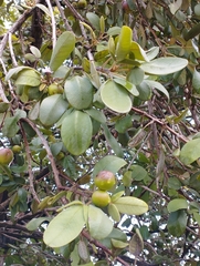 Vitex mollis
