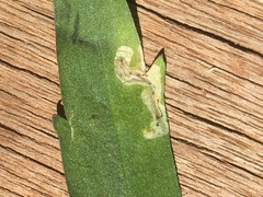 Pterygota