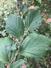 Fothergilla major