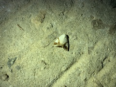 Sphragifera biplagiata