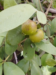 Vitex mollis