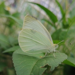 Pieris rapae rapae