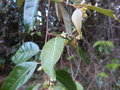 Elaeagnus triflora