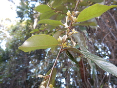 Elaeagnus triflora