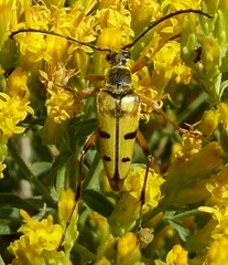 Typocerus balteatus