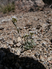 Draba breweri