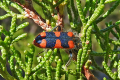 Trichodes favarius