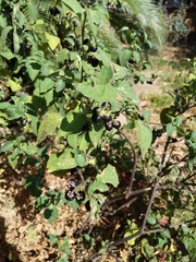 Solanum nigrum