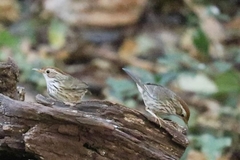 Pellorneum ruficeps elbeli