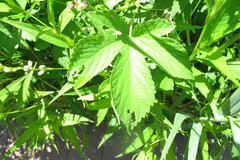 Humulus scandens