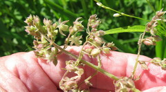 Humulus scandens