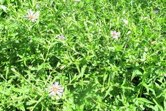 Symphyotrichum puniceum