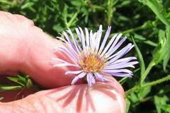 Symphyotrichum puniceum