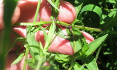 Symphyotrichum puniceum