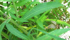Symphyotrichum puniceum