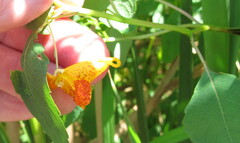 Impatiens capensis