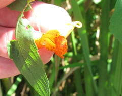 Impatiens capensis