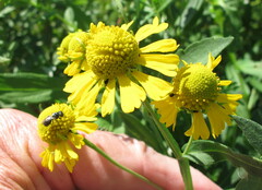 Helenium autumnale