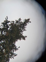 Nucifraga caryocatactes